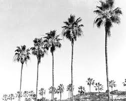 Black And White Palm Tree Artwork Bree Madden La Jolla Palms Print Palm Tree Photography Palm Trees Painting Palm Tree Print