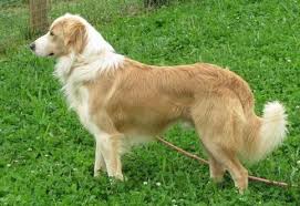 Black And Tan Australian Shepherd English Shepherd Yukon English Shepherd Clear Sable English Shepherd Domestic Dog Dog Love