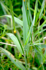 Image result for Leptochloa coerulescens