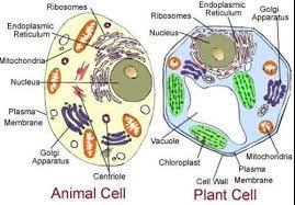Mitochondria use glucose and oxygen to carry out cellular respiration and create atp, a did you know that mitochondria and chloroplasts have their own dna, separate and distinct from the dna in the nucleus? 1 Plant And Animal Cells Differ In A Variety Of Ways Notice When You Compare The Model Cells Plant Brainly Com