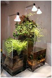 Paludarium Feature Fish Plants Planted Aquarium Aquascape Aquarium