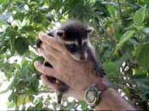 Raising Orphan Raccoons