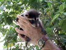 raising orphan raccoons