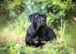 Cane Corso Full Profile History And Care
