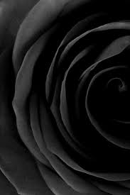 Chicparadiselilly Black Rose Shades Of Black Black Photography