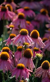 Pin On How Does Your Garden Grow