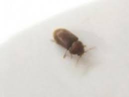Today i opened my upper kitchen cabinets and saw four or five dark brown ovular bugs on the cabinet door. Advice Identify Small Brown Beetles