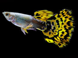 50 Different Types Of Guppies With Pictures