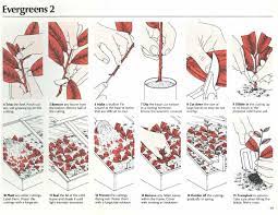 Pin On Plant Propagation