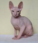 Donskoy Sphynx "MahatmaPride" Cattery in USA - Home | Facebook