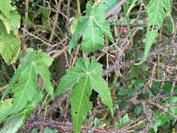 Image result for Sparrmannia ricinocarpa