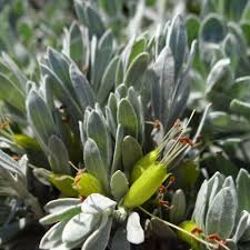 Petite shrubs are always popular, and this little evergreen plant combines stunning purple flowers with silvery foliage. Eremophila Silver Ball Emu Bush Australian Plants Online