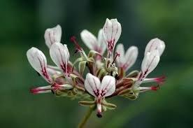 Image result for Pelargonium luridum