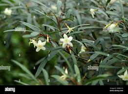 Image result for Mascarenhasia