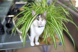 Even though it's easier than ever to buy plants online, keeping them alive is still a challenge. 10 Best Non Toxic Houseplants That Are Safe For Children Cats Dogs My Tasteful Space