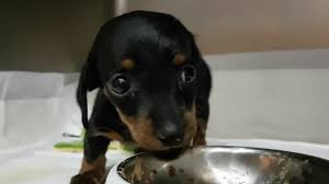 Long haired dachshund puppies ct. Short Haired Dachshund Puppy Playing Youtube