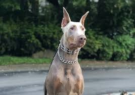 8 Of The Rarest Doberman Colors Ever Rarest Org