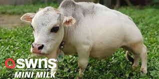 A dwarf cow named rani, whose owners say is the smallest cow in the world, is pictured at a cattle farm in charigram, bangladesh, on july 6. The World S Smallest Cow Is Just 20 Inches Tall And In Good Health