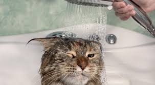 Tips ini untuk kucing yang sudah berumur atau dewasa (lebih dari 3 bulan), bukan untuk anak kucing bahkan anak kucing yang baru lahir. Tahapan Cara Memandikan Kucing Yang Benar Di Rumah