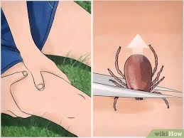 You should avoid leaving clothes and toys on the floor, and. How To Get Rid Of Ticks Around Your Home With Pictures Wikihow