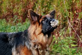 We offer long coated german shepherd puppies from the fichtenschlag lines for sale several times per year. Long Haired German Shepherd Your Next Best Friend Shepherd Sense