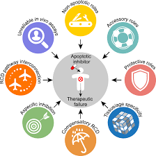 Apoptotic cell death in disease—Current understanding of the NCCD 2023 