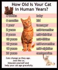 Your Cat Is Growing Older Care With Love Cat Ages Cats Cat Years