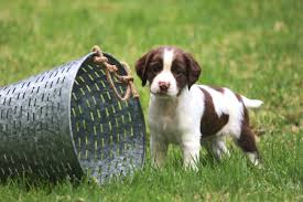 A lively, energetic dog best suited to an active lifestyle. Home