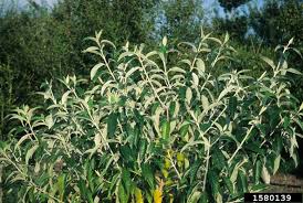 Image result for Buddleja madagascariensis