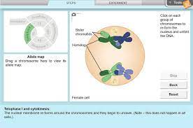 (note that real fruit flies have eight chromosomes and many more. Meiosis Gizmo Lesson Info Explorelearning