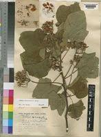 Image result for Dombeya buettneri