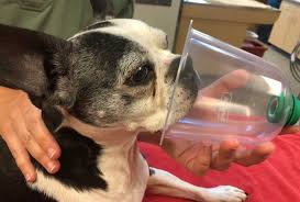 Dreamstation go auto cpap machine. Improving Outcomes For Patients In Respiratory Distress Dvm360