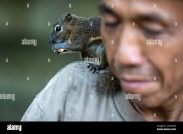 Mr squirrel hi-res stock photography and images