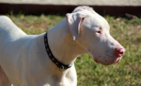 La Torsion De L Estomac Chez Le Chien Symptomes Traitement Et Prevention
