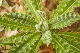 Image result for Berkheya