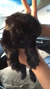 Black And White Maltese Poodle Dog My Black Maltipoo 8weeks Old Maltipoo Follow Him On Instagram Mowglimymaltipoo Maltipoo Dog Cute Dogs Maltipoo Puppy