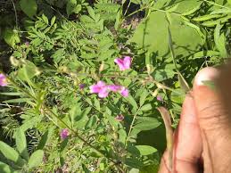 Image result for Tephrosia zambiana