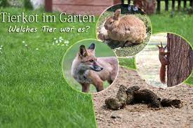 Slogan, einen einprägsamen spruch, beispielsweise in der werbung. Kot Im Garten Welcher Tierkot Sieht Wie Aus Tiere Erkennen