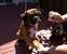 Fuzzy Boxer Dog