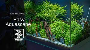 Nano aquascape tutorial, nano aquascape, how to use aquascaping tools, how to create an aquascape, how to aquascape george farmer, how to aquascape a saltwater aquarium, how to aquascape a reef tank, how to aquascape a fluval flex, how to aquascape, how to, george farmer aquascape, certified aquascape contractor, beautiful aquascape. The Easy Aquascape 8 Months Old Youtube