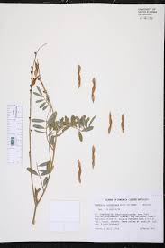 Image result for Tephrosia noctiflora