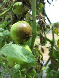 2018 Fungicide Spray Guides For Tomato And Pepper In North Carolina Nc State Extension