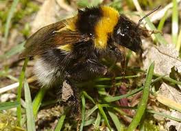 Image result for Bombus hortorum