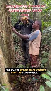 Image result for Scorodophloeus zenkeri