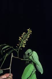 Image result for Crudia