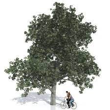 a very detailed red oak tree the scientific name is quercus rubra this artlantis object is uvmapped and comes with textures a red oak tree red oak outdoor