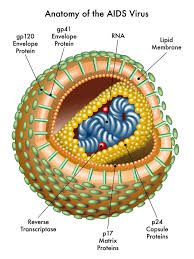 Pin On Ck 12 Biology