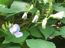 Image result for Psophocarpus scandens