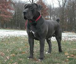 Both boerboel and rottweiler has almost same litter size. Boerboel Cross Pitbull