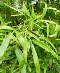 Image result for Sericorema sericea